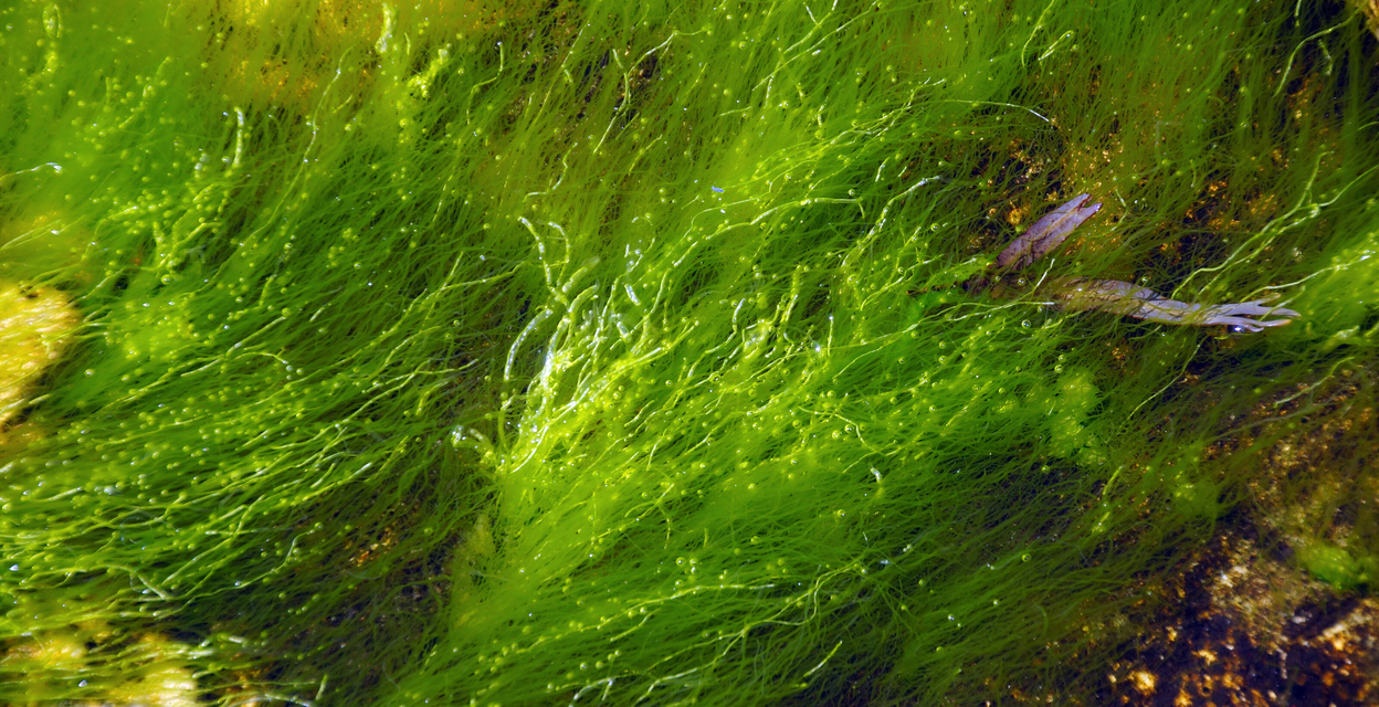 Mikroalger i Östersjön – livsviktiga och utmanande